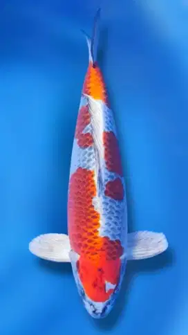 Kujaku 50cm male