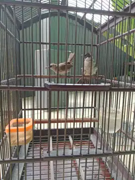 Dijual dua ekor burung trucuk dan kutilang muda hutan