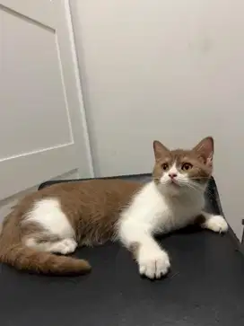British shorthair mix Scottish Cinnamon Bicolor Betina bsh