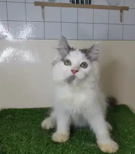 Kucing persia/jantan/2,5 bulan