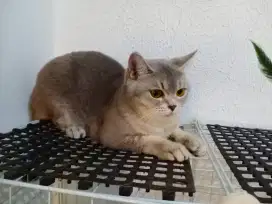 British shorthair female BSH Golden