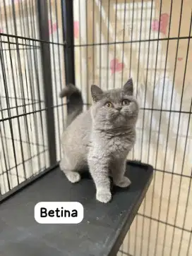 Kucing British shorthair
