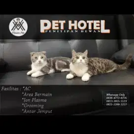 Jasa penitipan hewan kucing