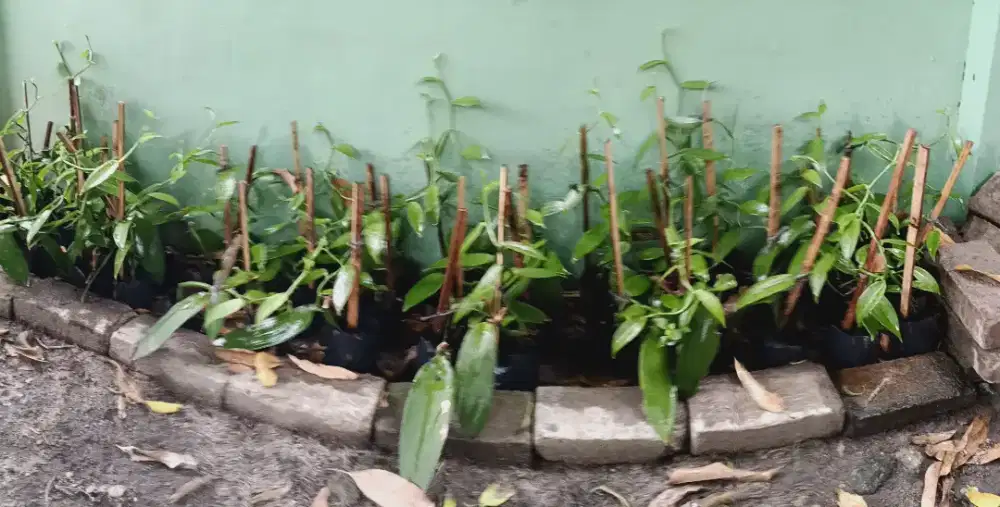 Jual Bibit Vanili