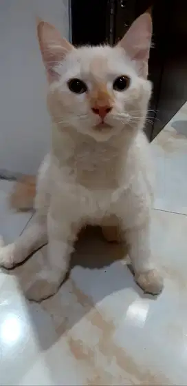 Free adopt kucing persia reguler bulu kapas
