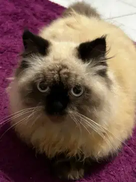 Kucing himalaya+kandangnya