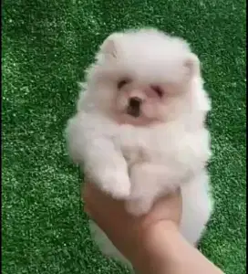 Minipom putih jantan •ELAN•