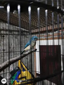 Burung selendang biru trotol dan anis bintang