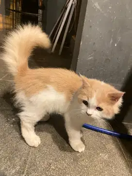 Adopsi kitten persia betina