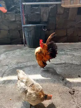 Ayam serama sepasang