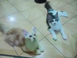 Kucing mainecoon, jntan,dan betina,