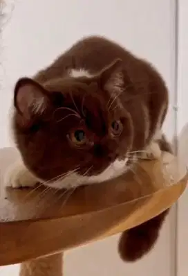British shorthair bsh british short hair