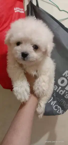 jual puppy poodle mix bichon