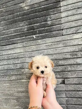 Teacup poodle jantan