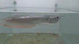 Ikan arwana ukuran 23cm, 25cm, 26cm