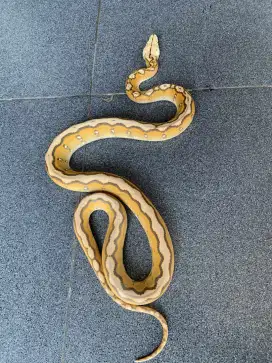 ULAR ALBINO MOTLEY ORANGE GLOW