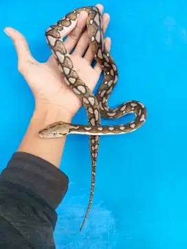 Ular tiger motley het albino