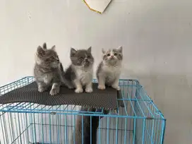 Kucing Munchkin NS