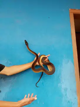 Ular papua golden Albert