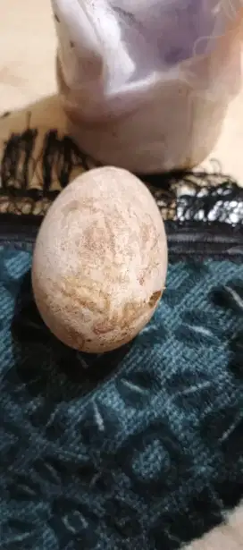 Telur super besar