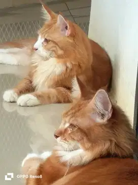 Pure Maine Coon Nonped