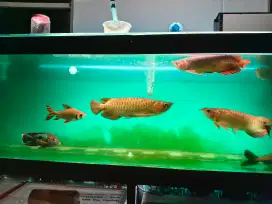 Super red 50cm murmer