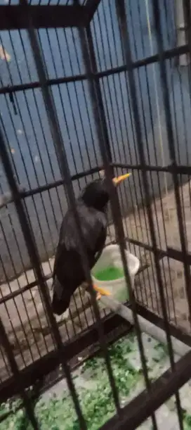 Jual burung jalak kebo