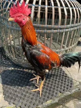 Ayam Bangkok lembek mental full
