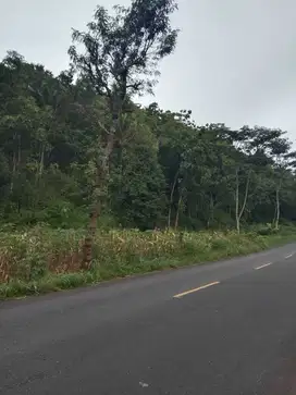 Jual Tanah Tegalan 6,4 Hektar, 1,4 juta per meter