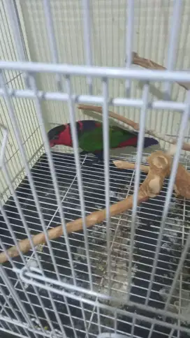 Burung falk ireng burja