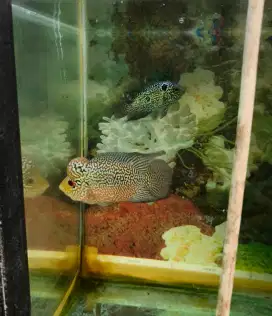Ikan Louhan Cencu