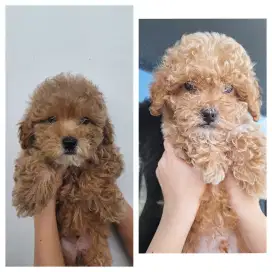 Poodle Jantan 2,5bln