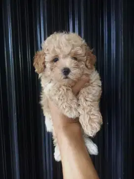 Puppy Maltepoo betina