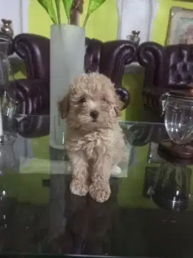Puppy Maltepoo betina