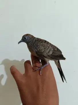 Hanya burung perkutut lokal katuranggan tombak cucukan jinak barter tt