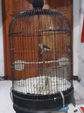 Opior jambul rajin bunyi