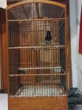Kacer dada putih harian bunyu