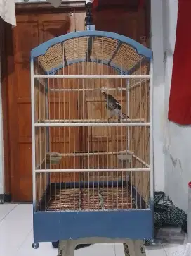 Kacer poci trotol jantan