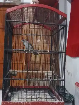 Trotokan rajin bunyi