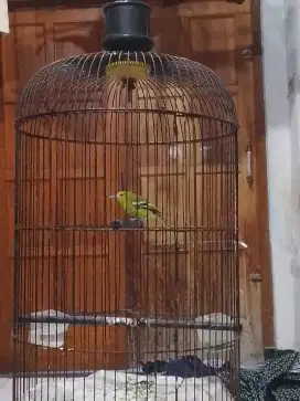 Sirtu dan glatik rajin bunyi