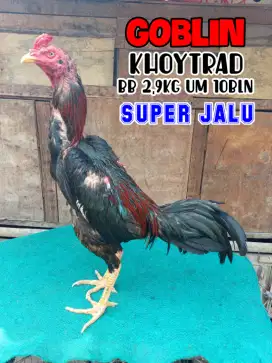 Ayam Bangkok x Pakhoy