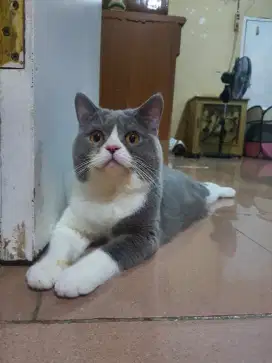 BRITISH SHORTHAIR BICOLOR BLUE