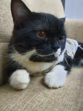 KUCING BSH BICOLOR