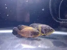 ikan oscar sepasang