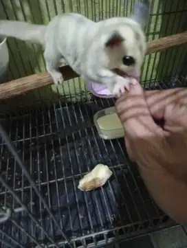 Sugar glider Platinum Het leu
