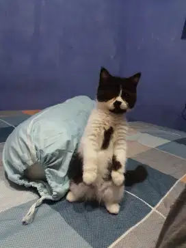 KUCING BSH MOTIF TAKSIDO