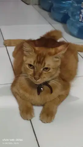 Kucing Persia Ras Somali