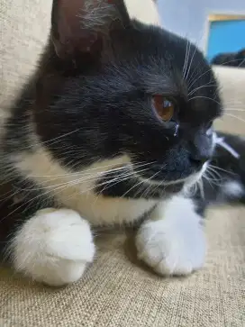 KUCING RAS PEAKNOSE DAN BRITISH SHORTHAIR