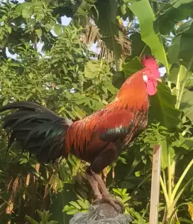 Ayam Kampung Jantan