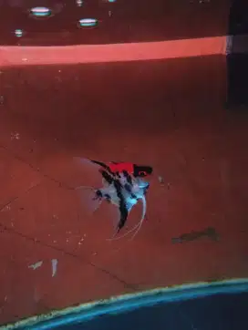 Ikan manfish red devil